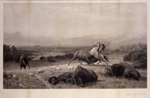 Le dernier des bisons